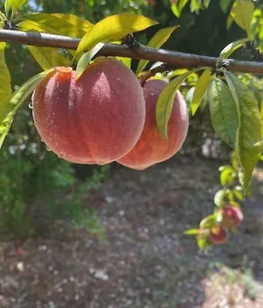 Quinta O Cabecinho *